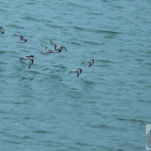 Star Crossed Plovers