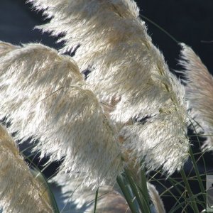 Cortoderia Selloanna