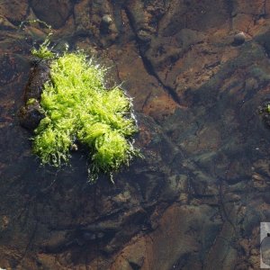 Rock Pool