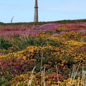 Down Cape - 10 - Ground Cover Colour.