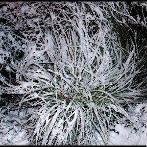 An Ice Night for a Walk