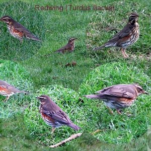 January Redwings