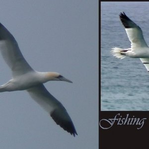 Gannets Fishing