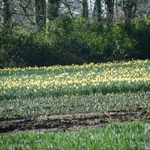 Poltair Daffodils