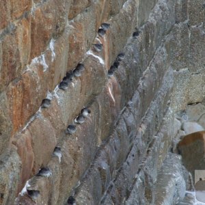 Purple Sandpipers - 3