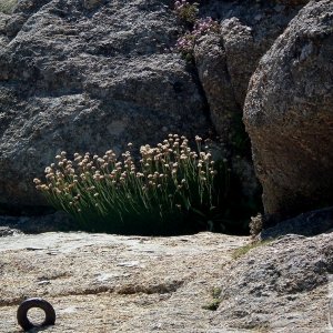 Sennen - 25