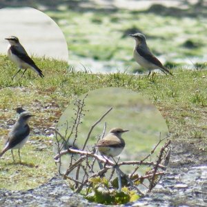 Wheatears