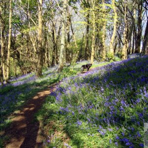 Bluebell Dell