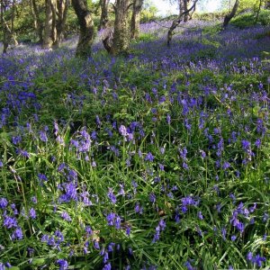 Bluebells a plenty