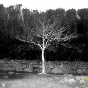 Madron Carn Tree