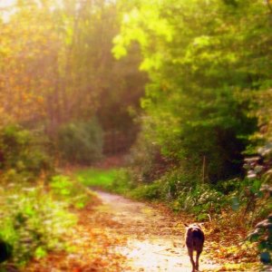 Autumn in the Penzance area