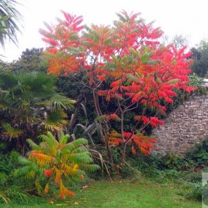 Autumnal colours