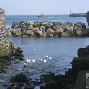 Lifeboat and Swans