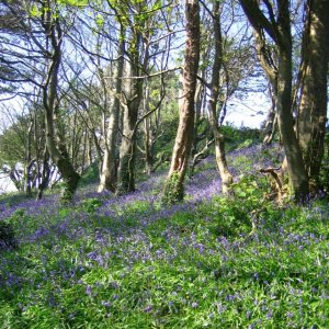 Bluebell Dell