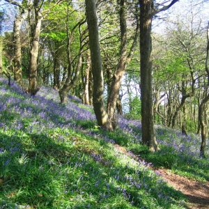 Bluebell woods