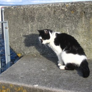 Tessie at Tolcarne