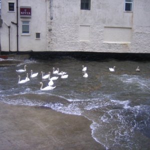 Several Swans A-Sheltering 3