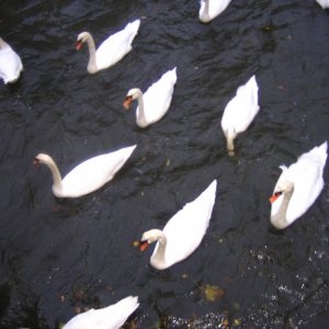 Several Swans A-Sheltering 2