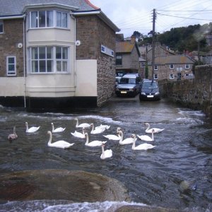 Several Swans A-Sheltering 1
