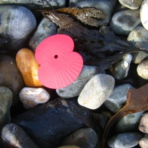 Poppy on Newlyn Beach