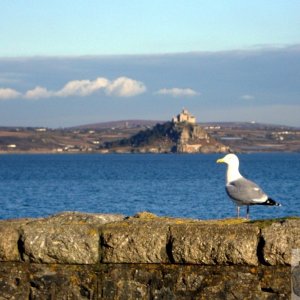 Seagull and Mount