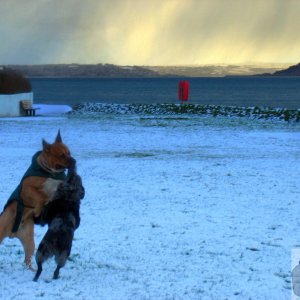 Snow Hounds