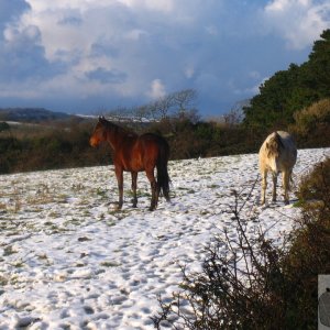 Snow Ponies