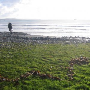 Seaweed line