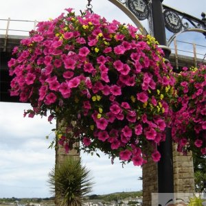 Hayle in Bloom 03