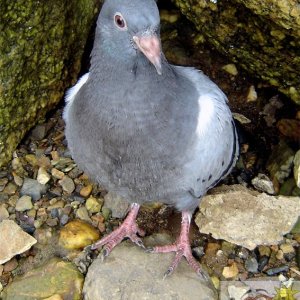 Pigeon