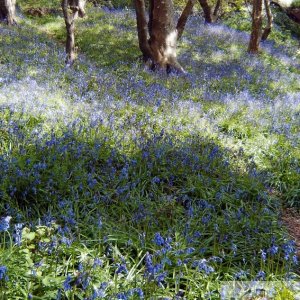 Bluebell Dell 002