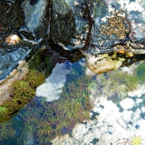 Rock Pool 004