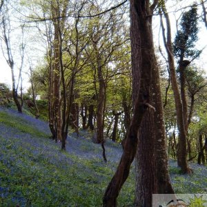 Bluebell Dell 001