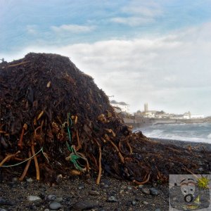 Seaweed Mountain