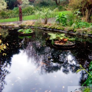 Morrab Gardens Pond 01