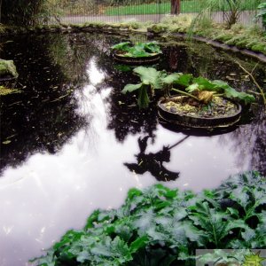 Morrab Gardens Pond 02