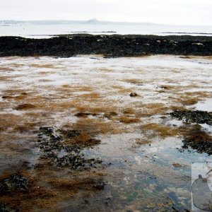 Low Tide 001