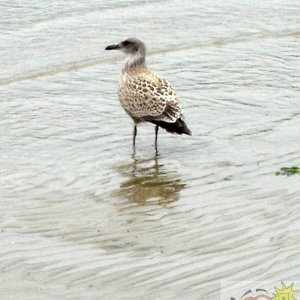 Young Gull