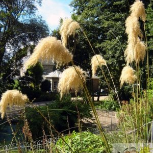 Pampas Penlee Park