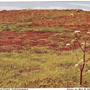 Gorse and Heather, Porthgwarra