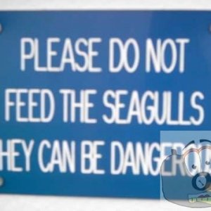 Sensible Seagull Control