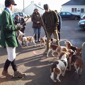 The Lambo Beagles