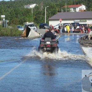 Newfoundland (4)