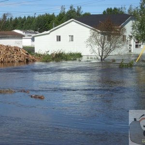 Newfoundland (3)