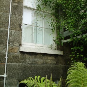 Window with fern