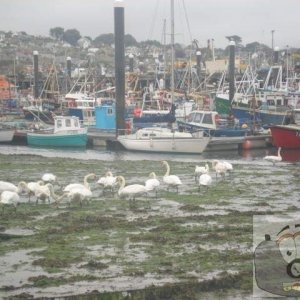 SWANING IN NEWLYN