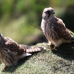 Kestrel chicks at Cudden Point