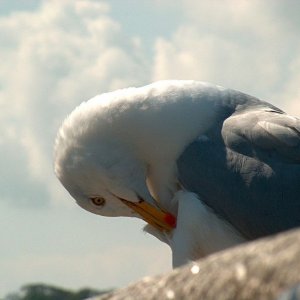 Seagull at Porthmeor beach