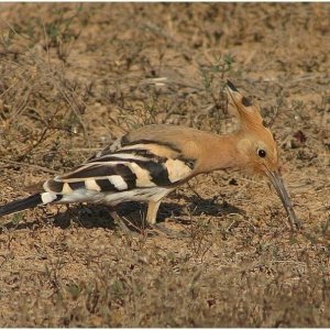 Hoopoe