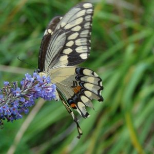 Creatures in the back yard